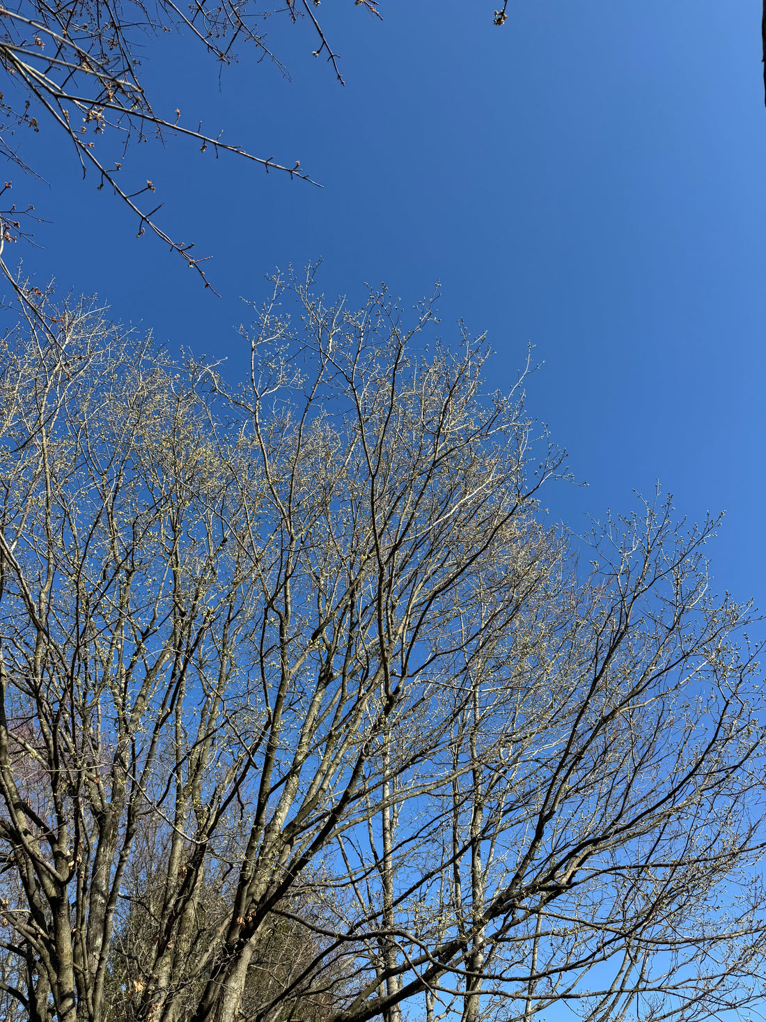 The Hidden Costs of Ignoring Tree Removal in Pittsburgh: Why Prompt Action Saves You Money