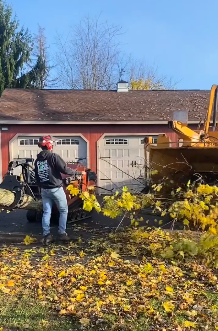 Fall Tree Care in Pittsburgh: Why Now Is the Best Time for Tree Removal & Pruning