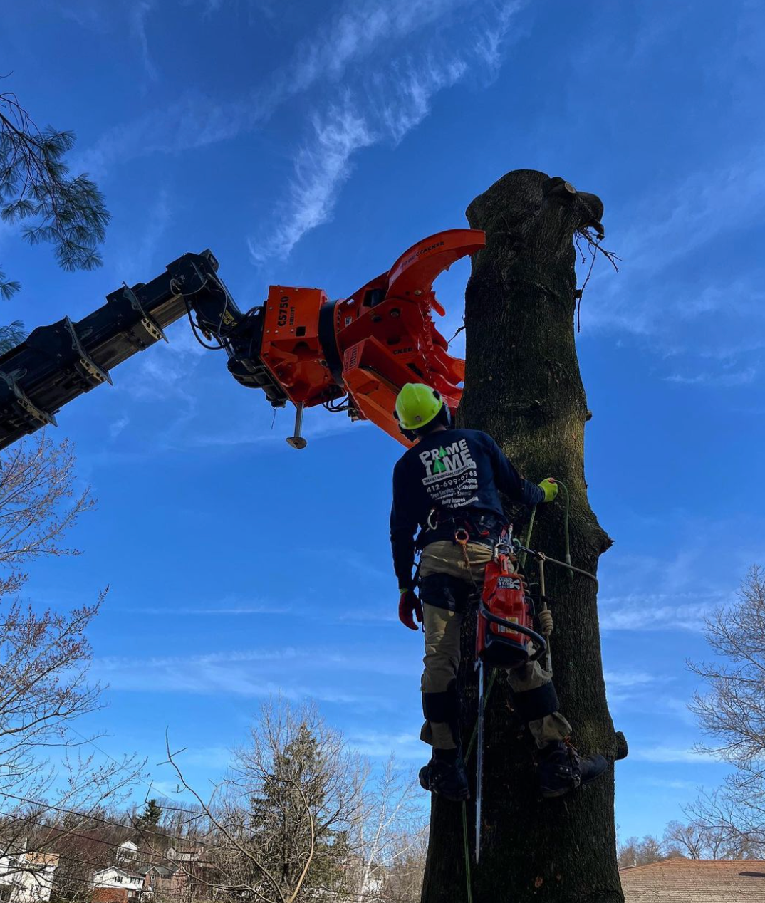 Tips for Planting Trees Around Your Home