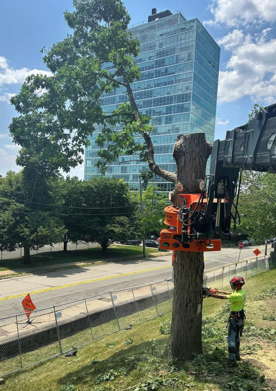 Commercial Tree Services in Pittsburgh: What Property Managers & Business Owners Need to Know