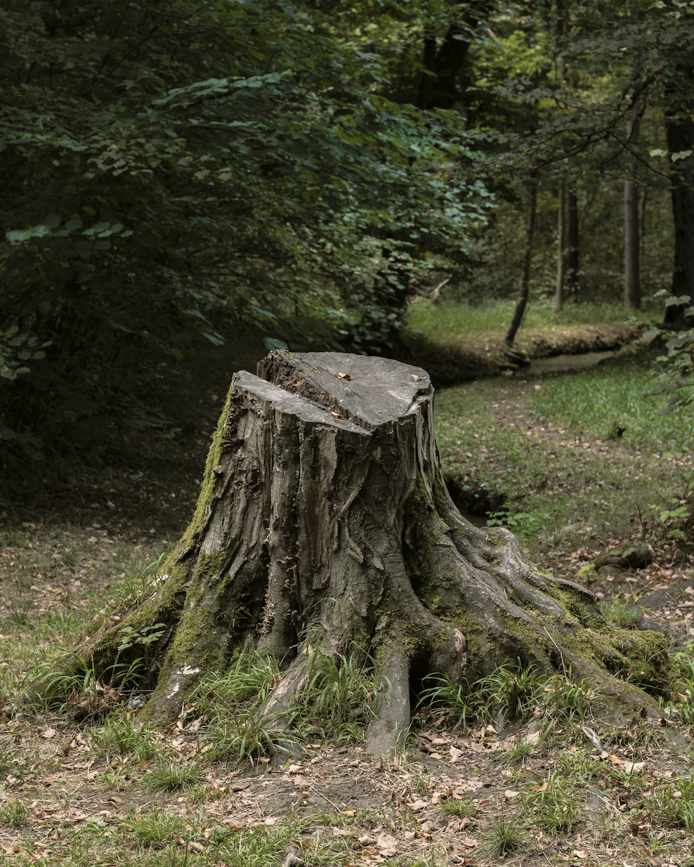 What To Do With Your Lawn After A Tree Removal : A Homeowners Guide