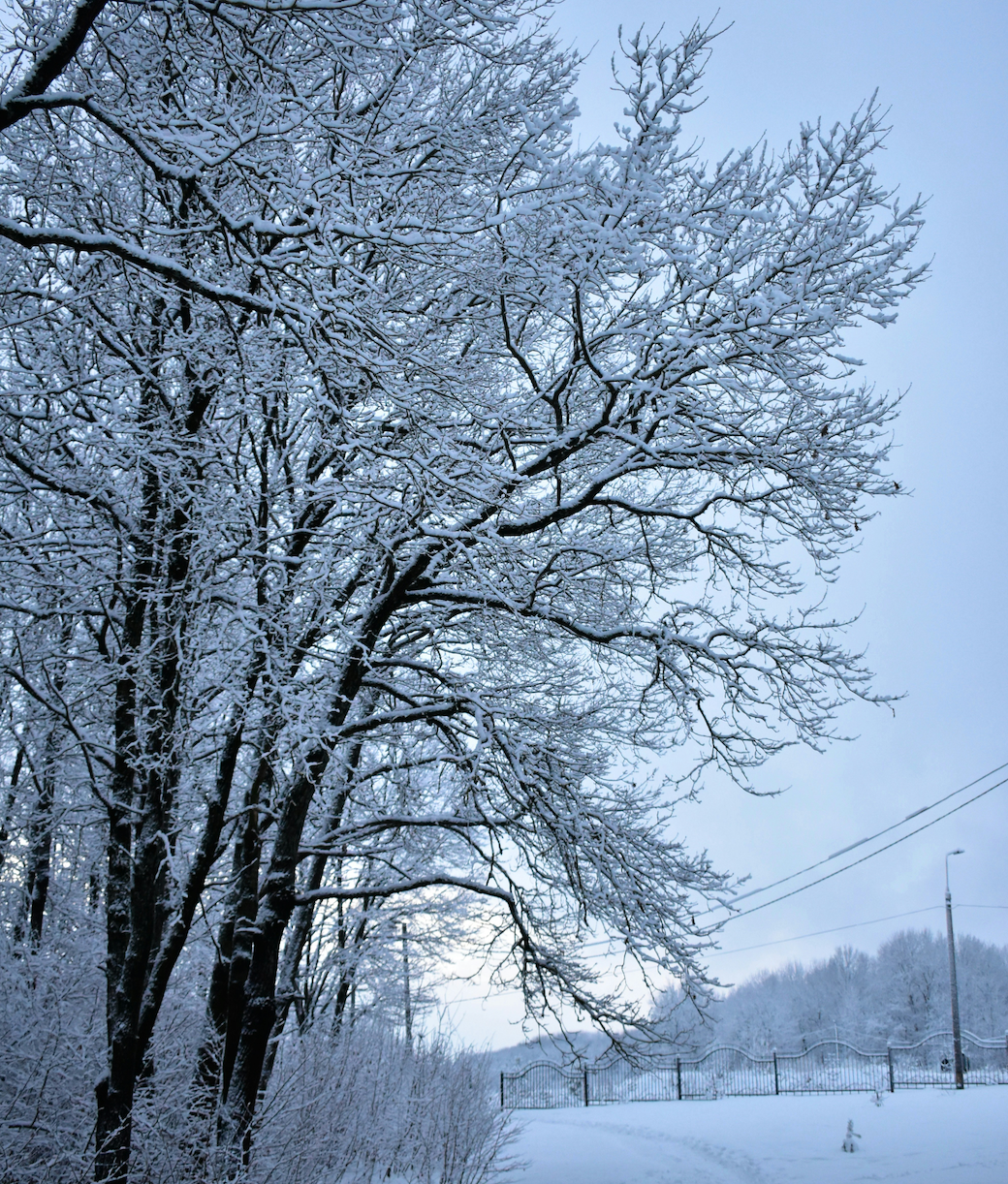 How Pittsburgh’s Seasonal Weather Affects Your Trees and Why Tree Removal and Stump Grinding are Essential