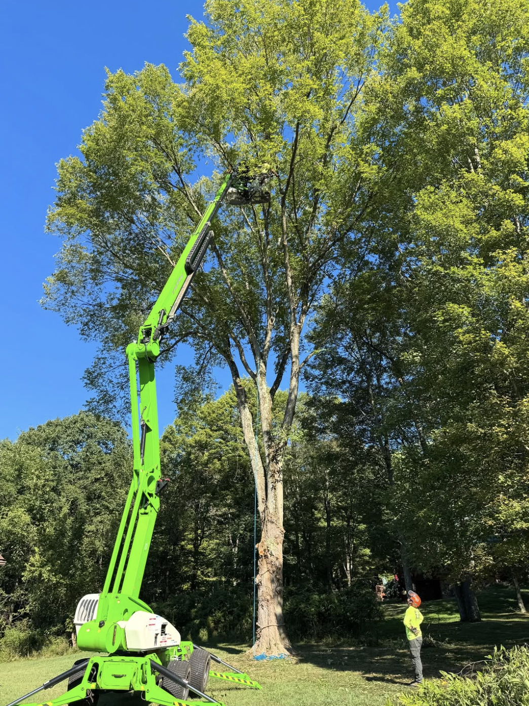 Primetime Tree and Landscape