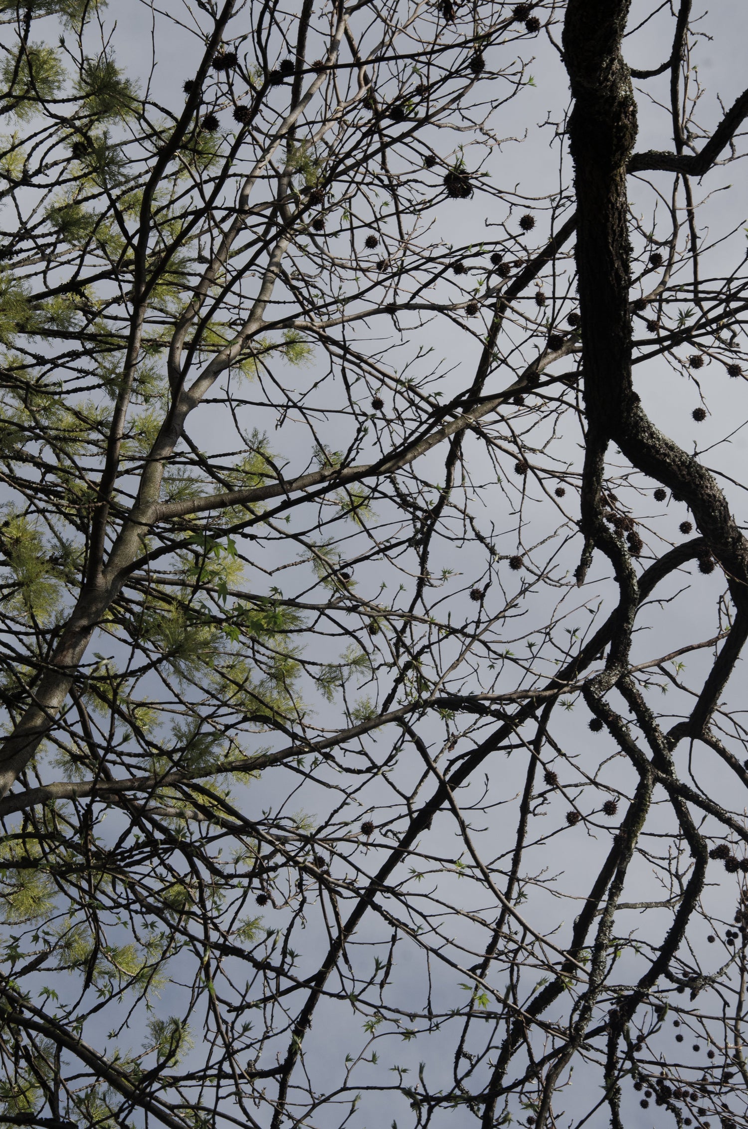 A Quick Tree Checkup Every Pittsburgh Yard Needs Right Now