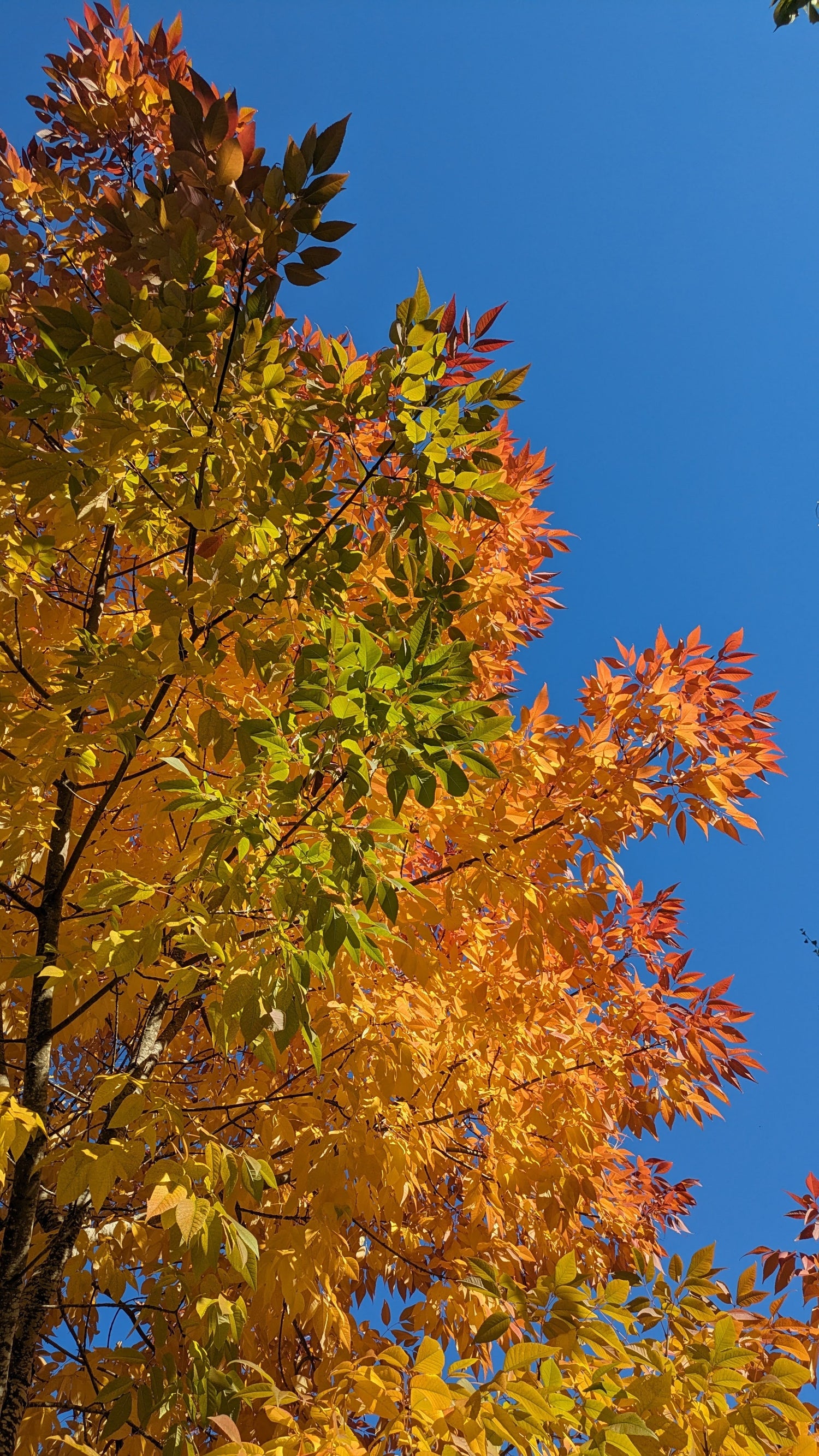 Primetime Tree Services Pittsburgh PA