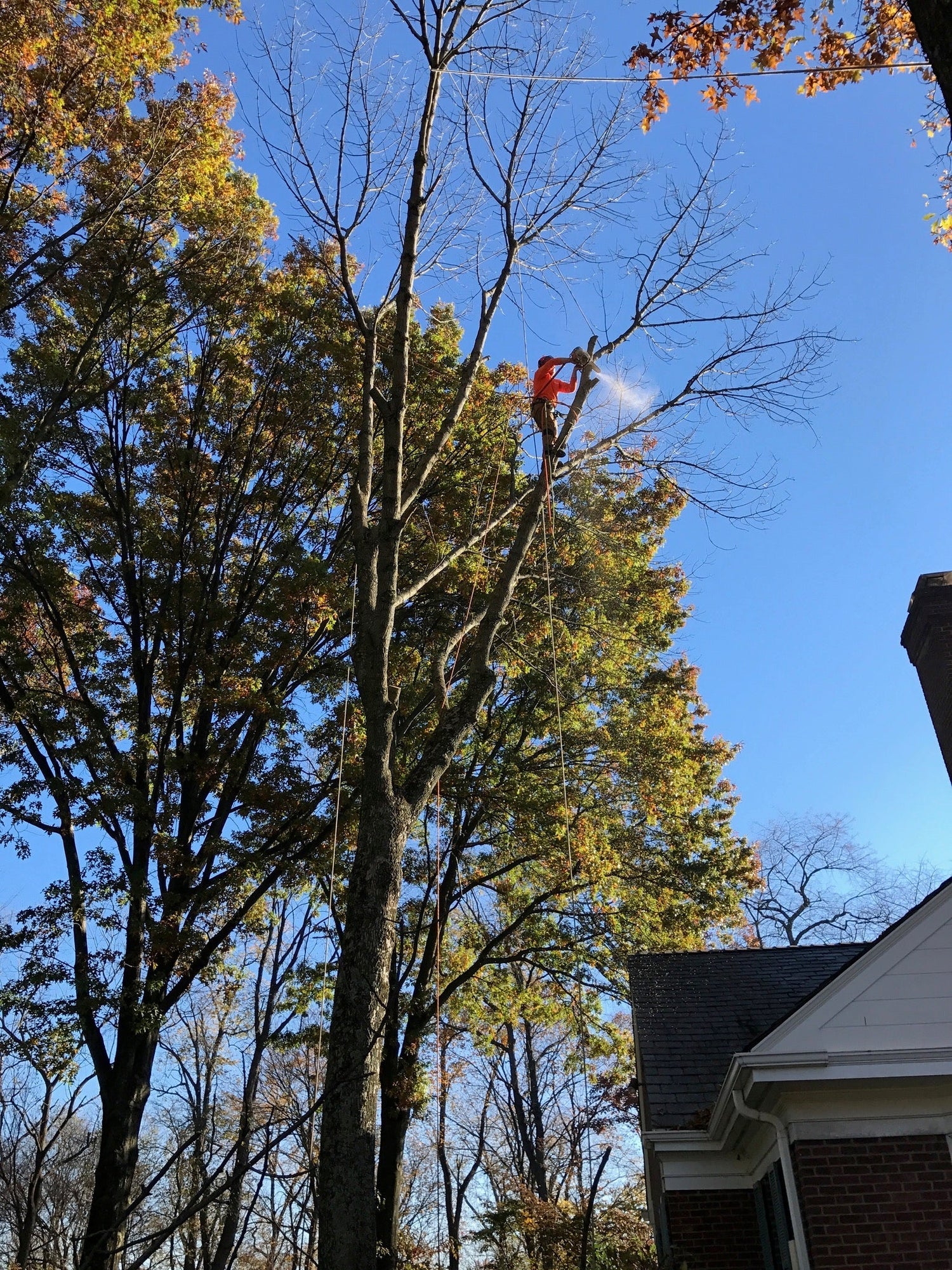 Primetime Tree Pittsburgh Fall Removal