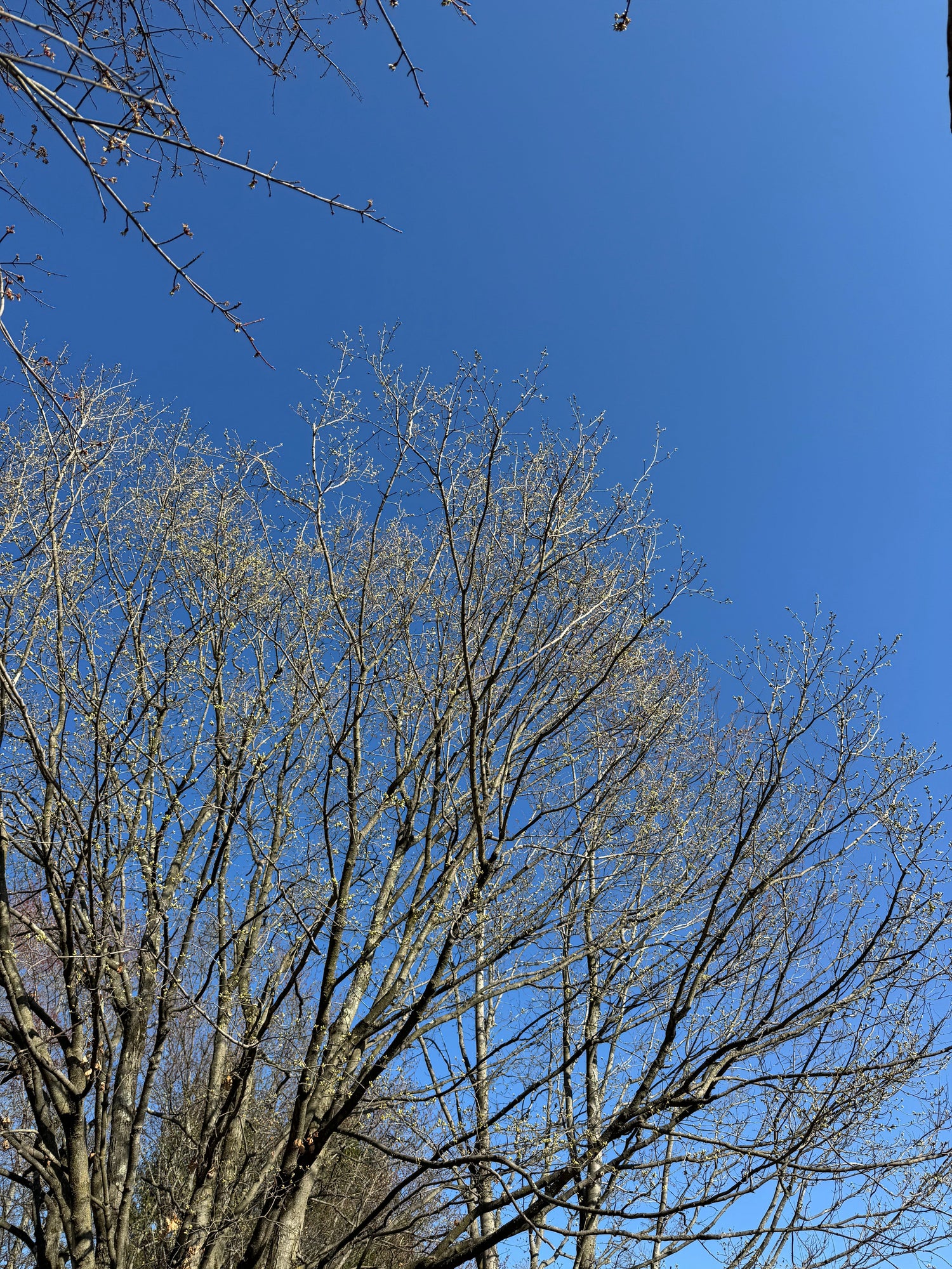 The Hidden Costs of Ignoring Tree Removal in Pittsburgh: Why Prompt Action Saves You Money