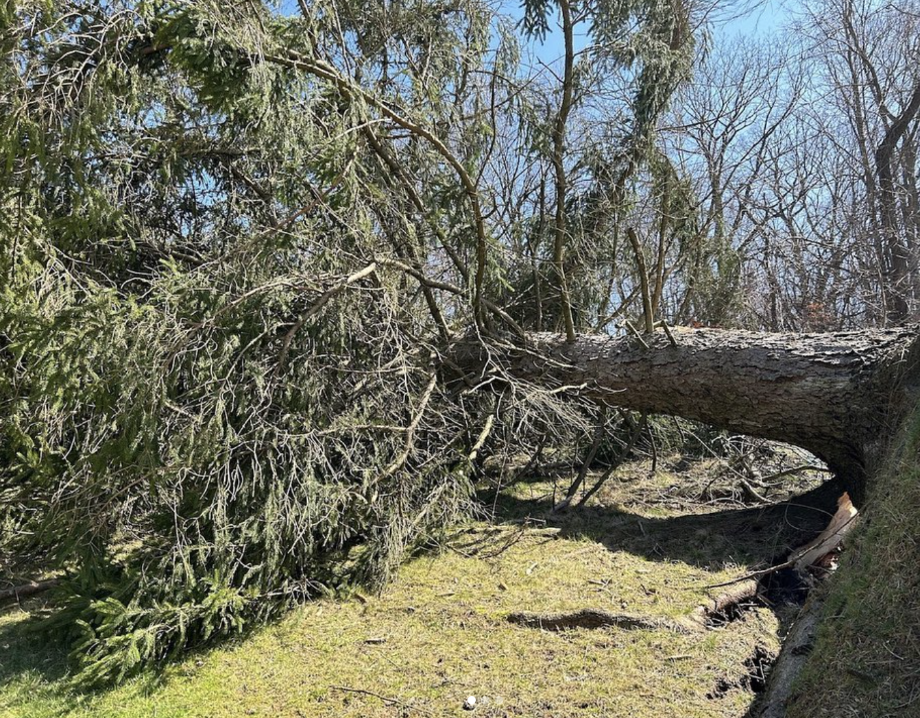 Tree Fell on Your House in Pittsburgh? Here’s What to Do Next