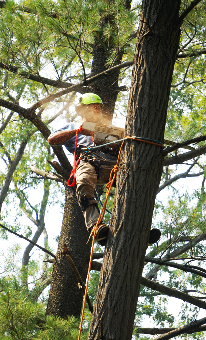 Your Guide to Safe and Professional Tree Removal Services