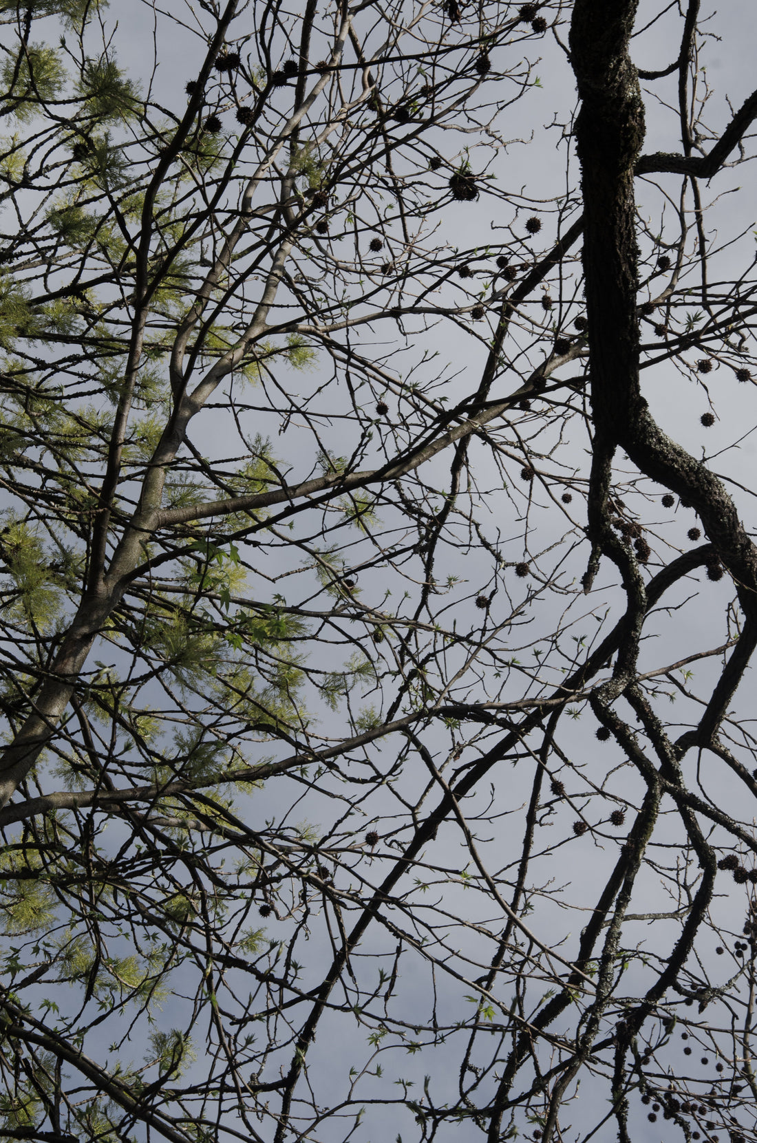 A Quick Tree Checkup Every Pittsburgh Yard Needs Right Now