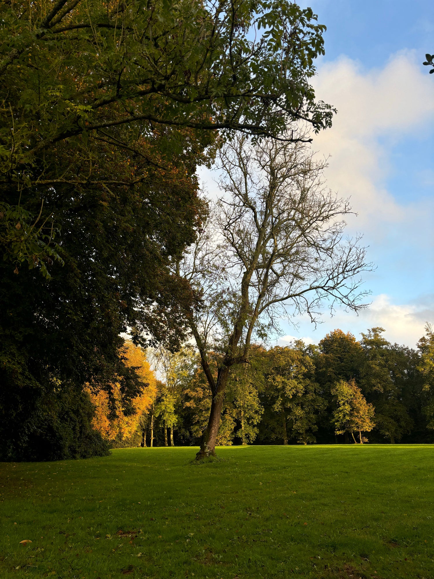 How to Choose the Right Tree Removal Service in Pittsburgh (And What It Should Cost)