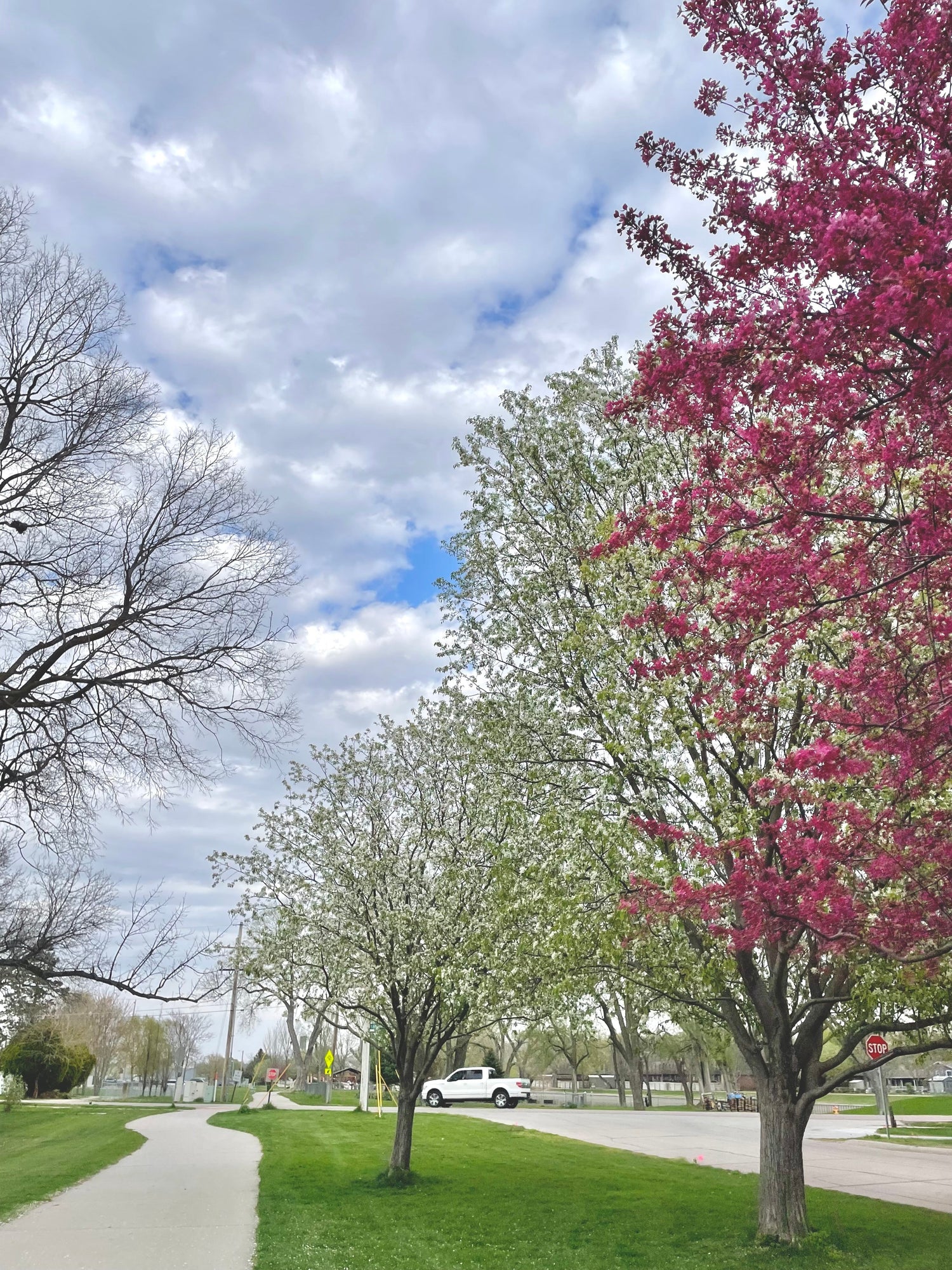 Spring tree removal in Pittsburgh – professional arborists cutting and milling trees to prepare for storm season.