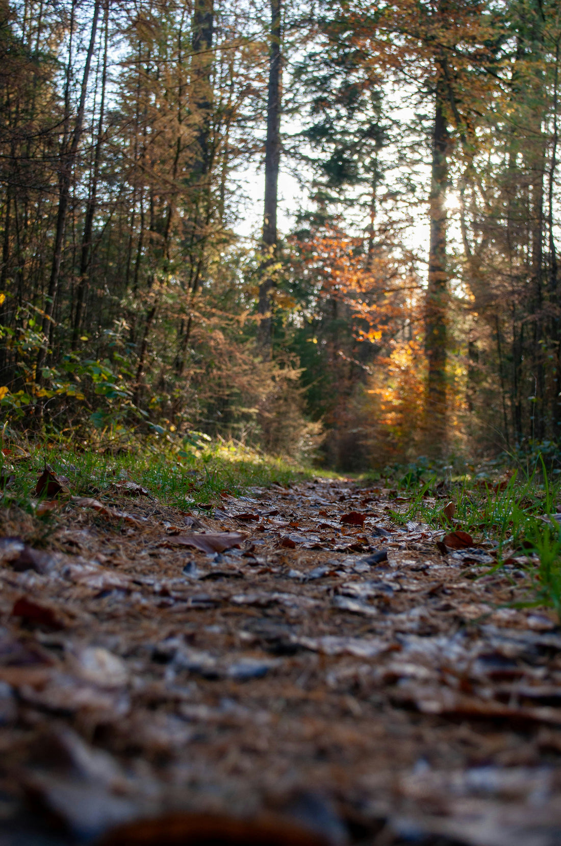 The Benefits of Mulching Leaves and Tree Debris for November Landscaping