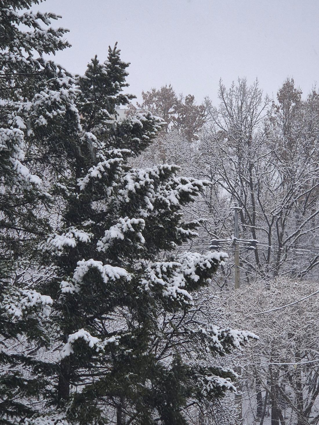 What Happens to a Tree After Removal? Firewood, Lumber Milling, or Full Haul-Away in Pittsburgh