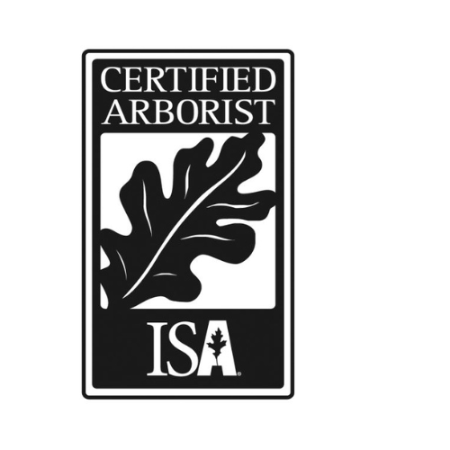 ISA Certified arborist in Pittsburgh performing professional tree care services