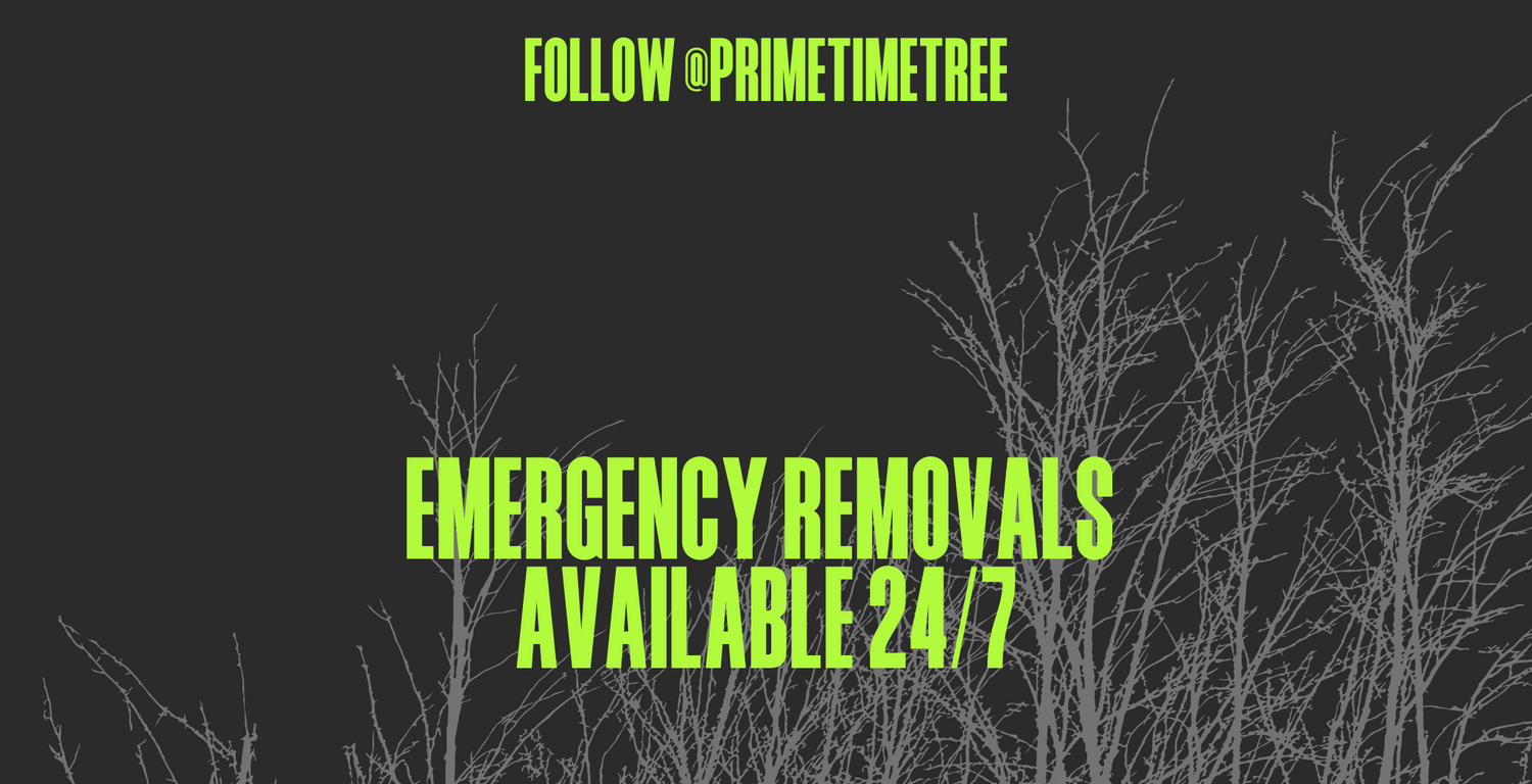 Emergency tree removal in Pittsburgh with arborists safely clearing hazardous trees