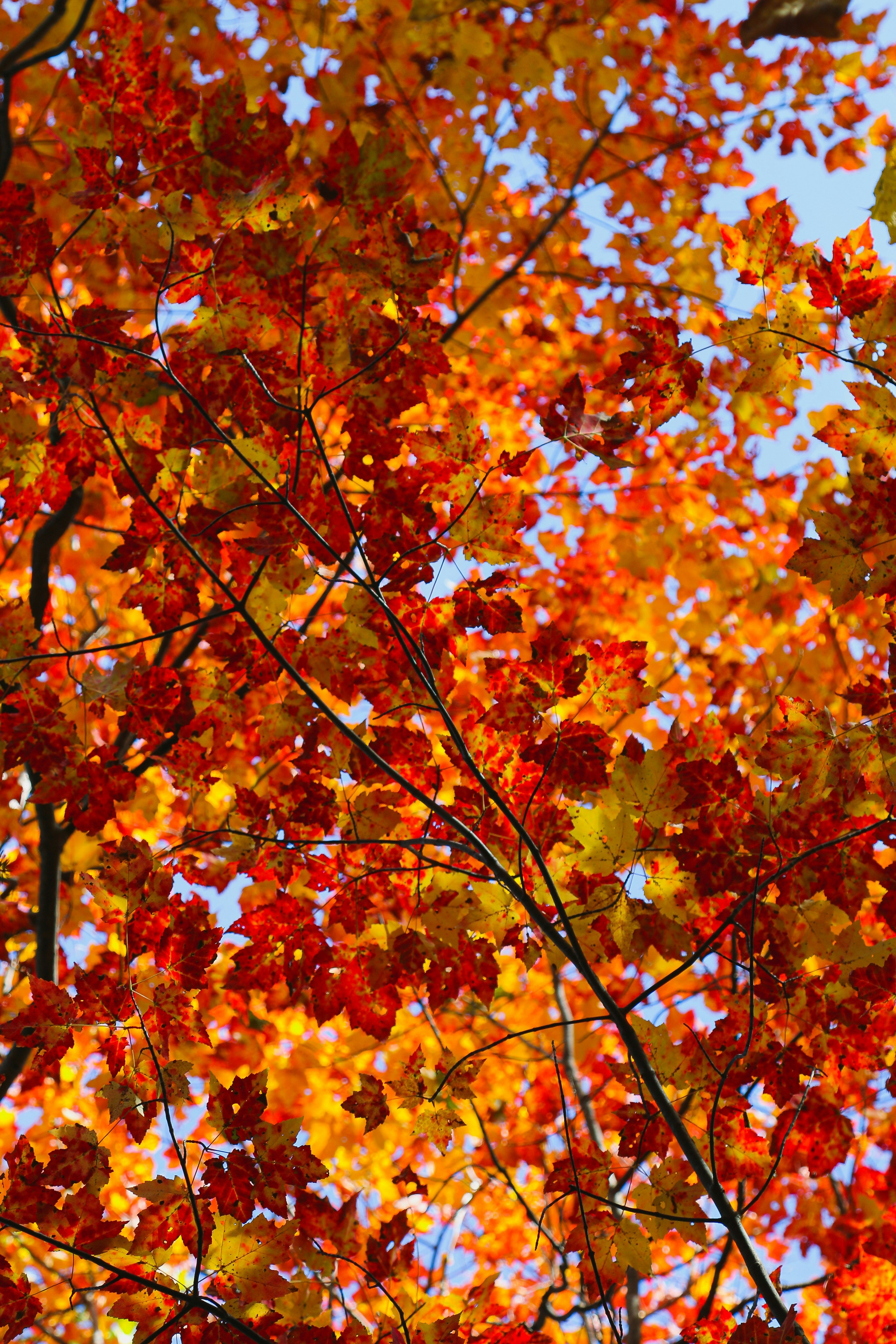 The Ultimate Guide to Seasonal Tree Care Tips - Primetime Tree and ...